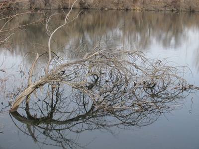 tree, lake, water