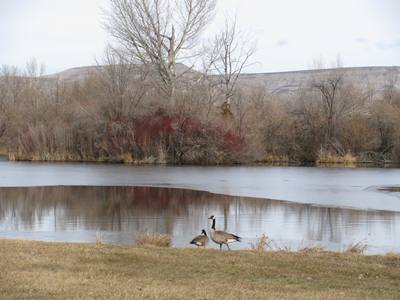 geese, winter, lake, hiking