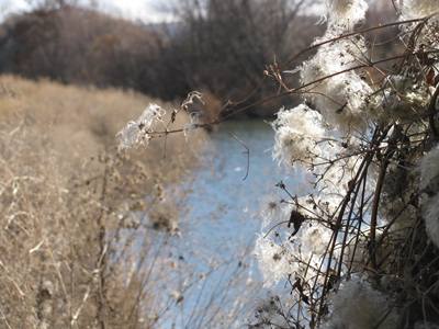 fluff, river, nature